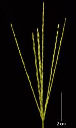 Image: K.A. Ford © Landcare Research 2015 